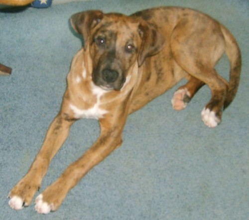 A dark tan, black and white dog with black markings and white spots laying down on a blue carpet inside of a house. The dog has brown eyes, a black nose and ears that look soft and hang down to the sides of the dog's head. He has brown legs with white on the tips of his paws.